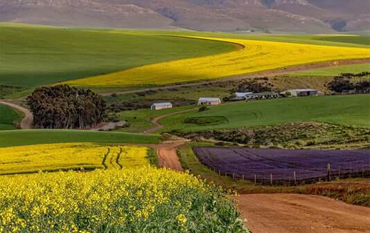Wheatfields