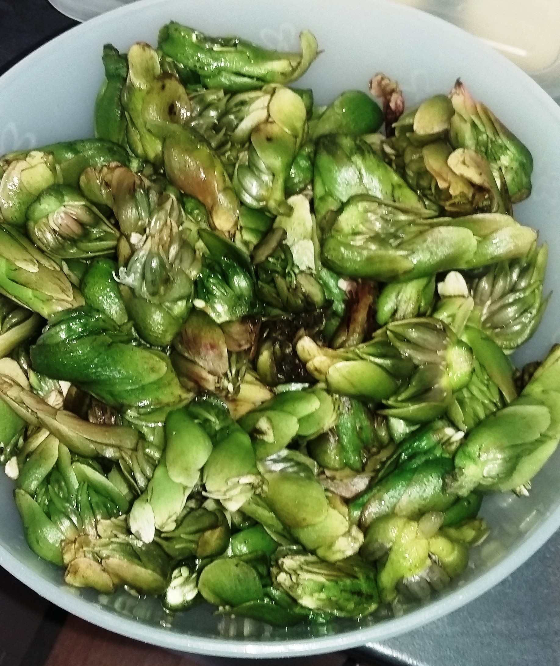 Waterblommetjies